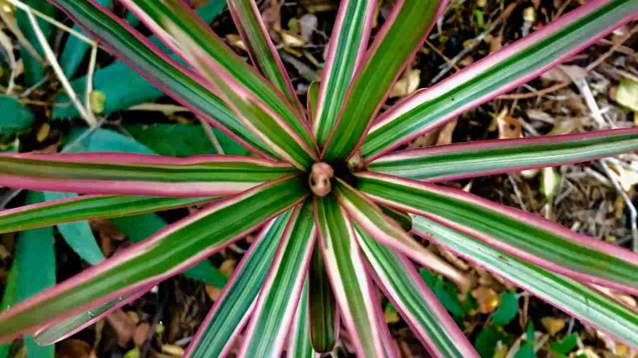 Dracena Marginata metodo riproduzione