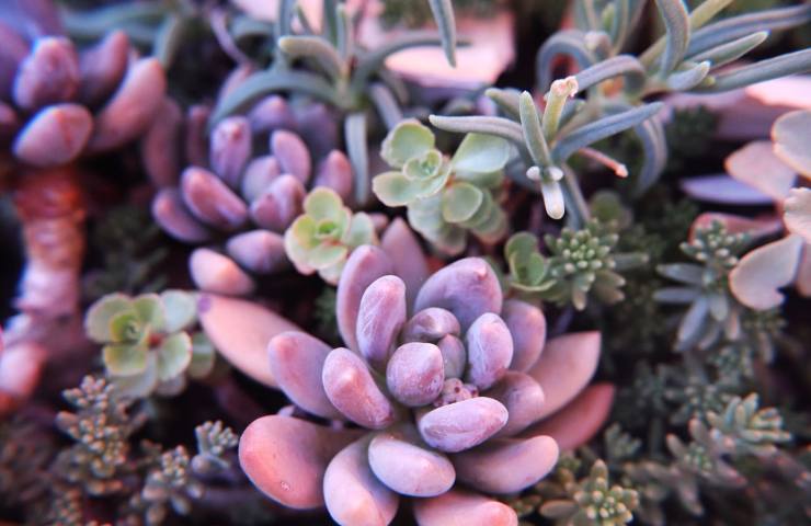 Echeveria per talea 