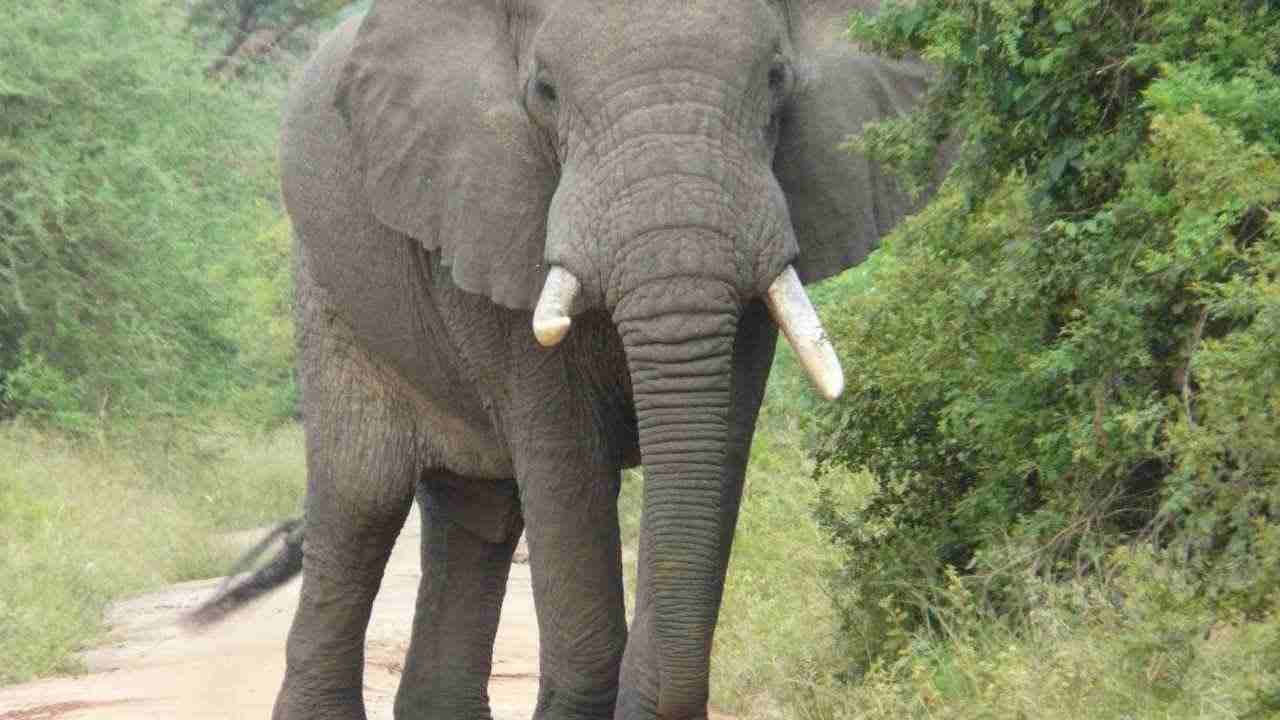 Elefante distrugge auto strada video