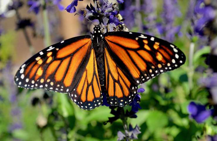 farfalle e biodiversità