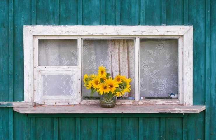 Fiori girasole come coltivare