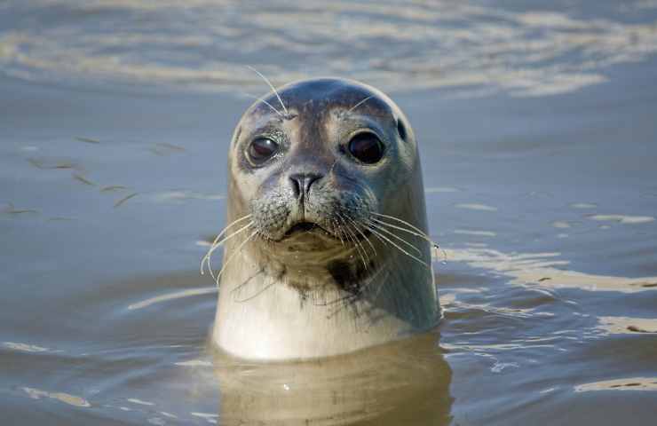 Giovane surfista attacco foca mare