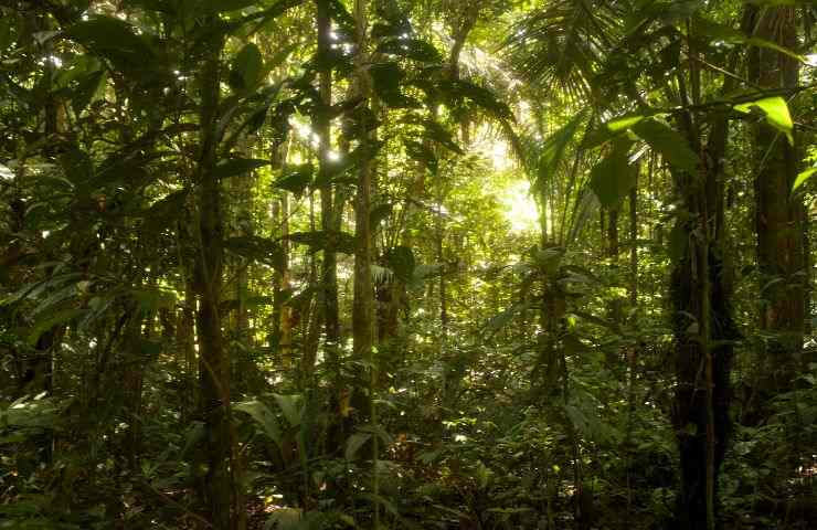 bambini trovati vivi dopo 40 giorni nella foresta 