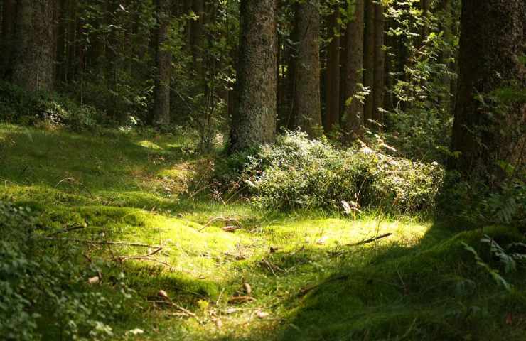 Fotografo arrestato salvare specie