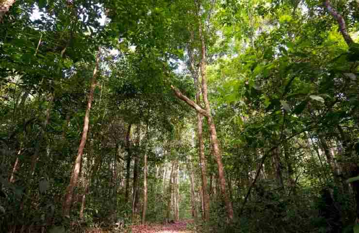 Foresta dispersa salvati bambini incidente aereo 