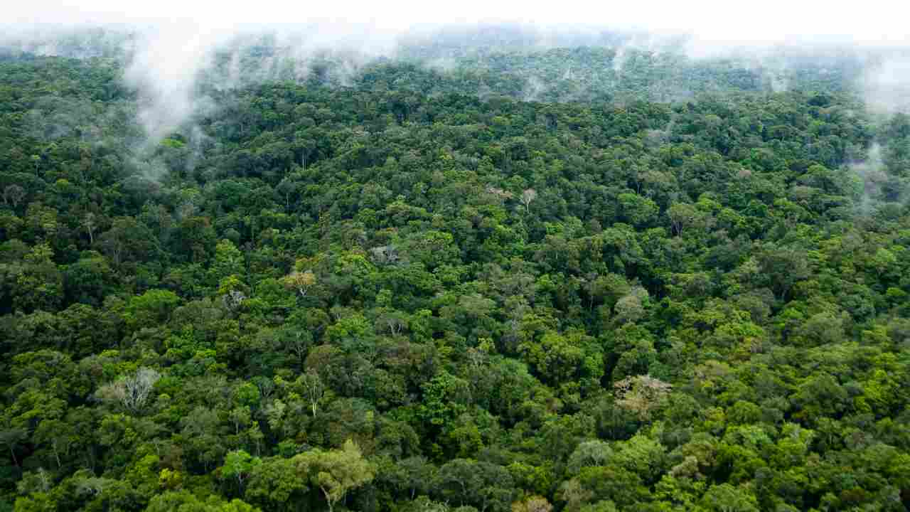incidente aereo foresta amazzonica bambini sopravvissuti 