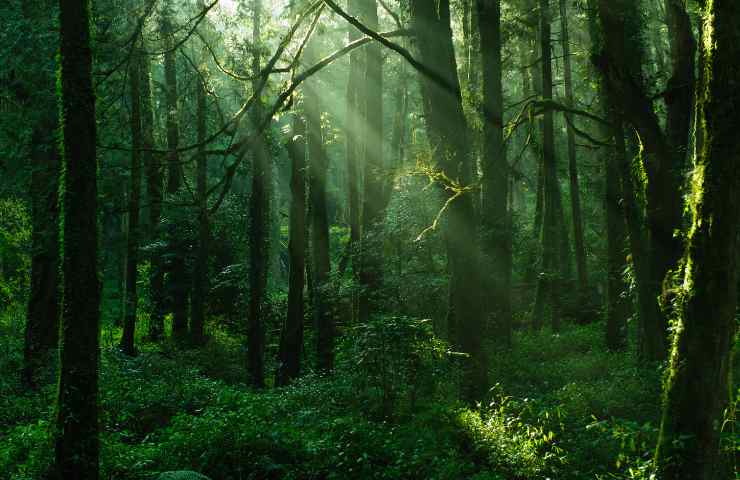 Aumento foreste Italia ministro Fratin