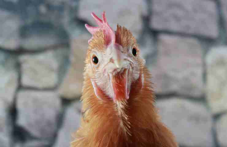 Gallina protegge piccoli