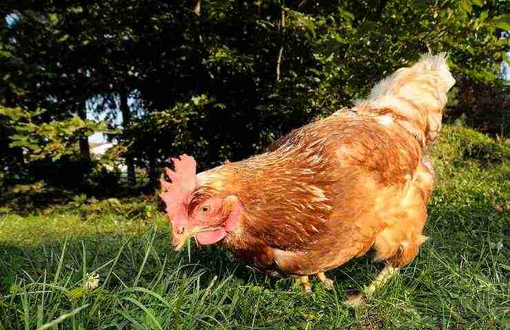 Gallina uovo prima risposta quesito