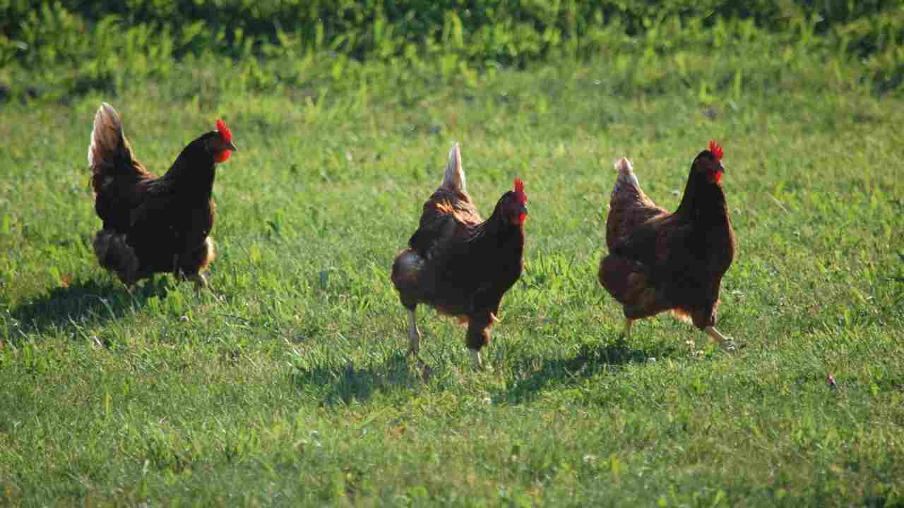 Galline fuggono tunnel sotterraneo scoperta città Turchia