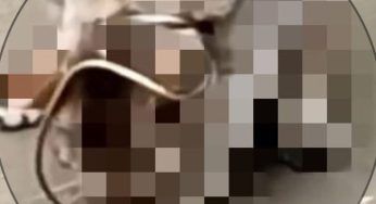 Serpente cerca di strangolarlo, combatte con tutte le sue forze per liberarsi e… | VIDEO