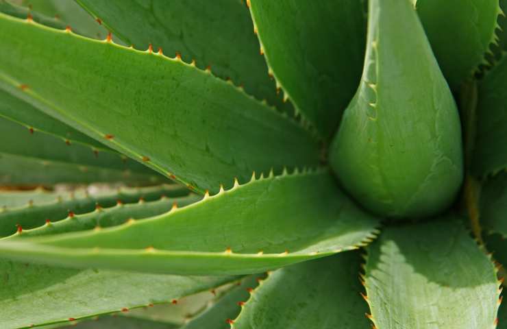 Gel aloe vera, i dettagli