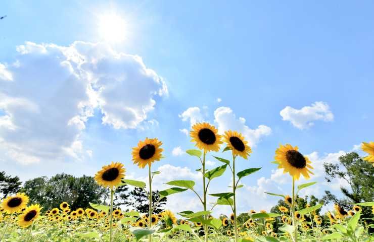 Come prendersi cura girasoli supporto fiori alti