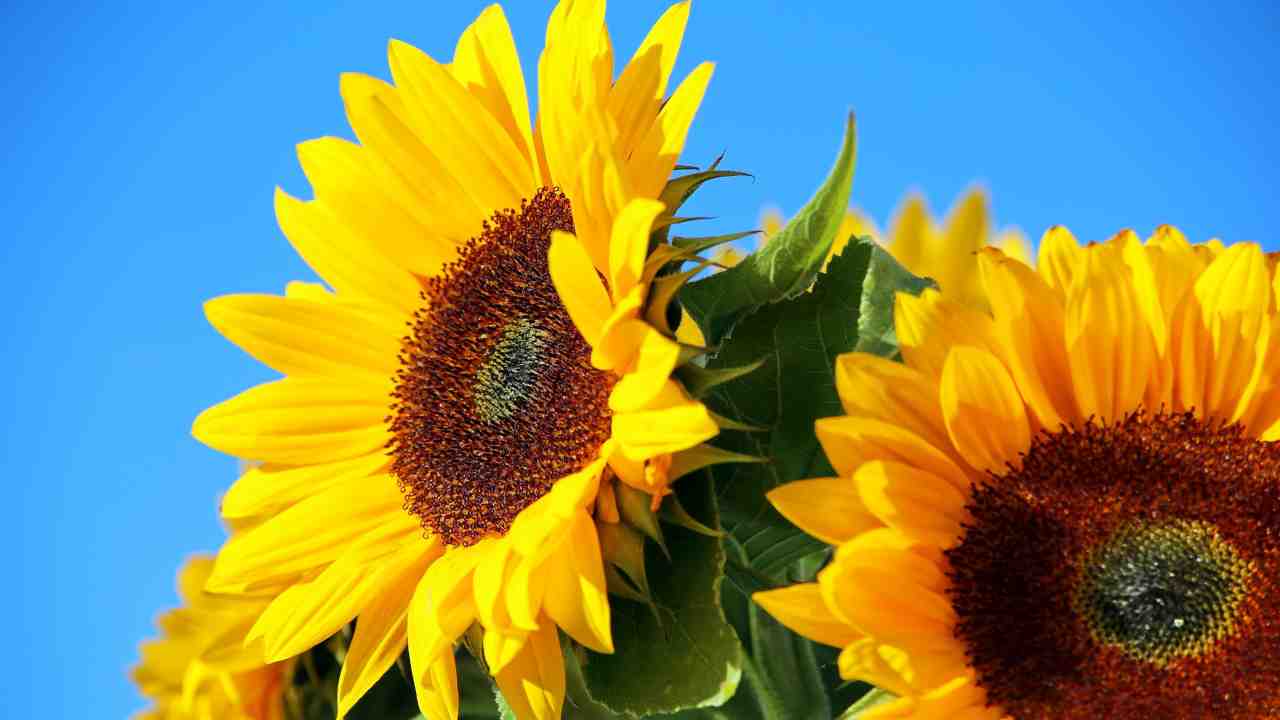 Coltivare girasoli fioritura veloce