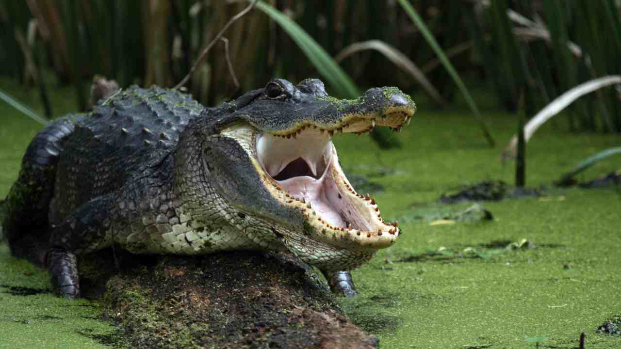 alligatore cosa mangia