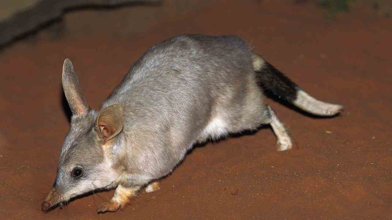 bilby cosa mangia