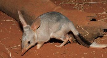 Bilby: habitat, cosa mangia e peculiarità