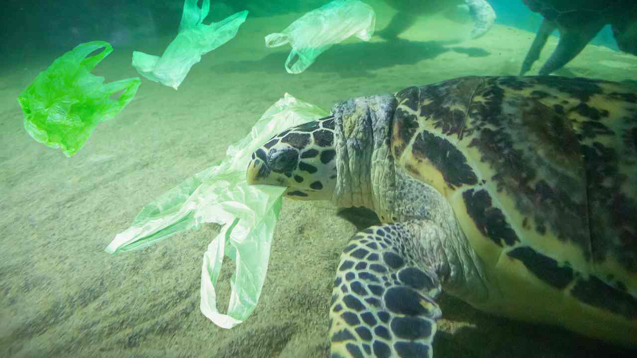 tartaruga e pesci ingoiano plastica