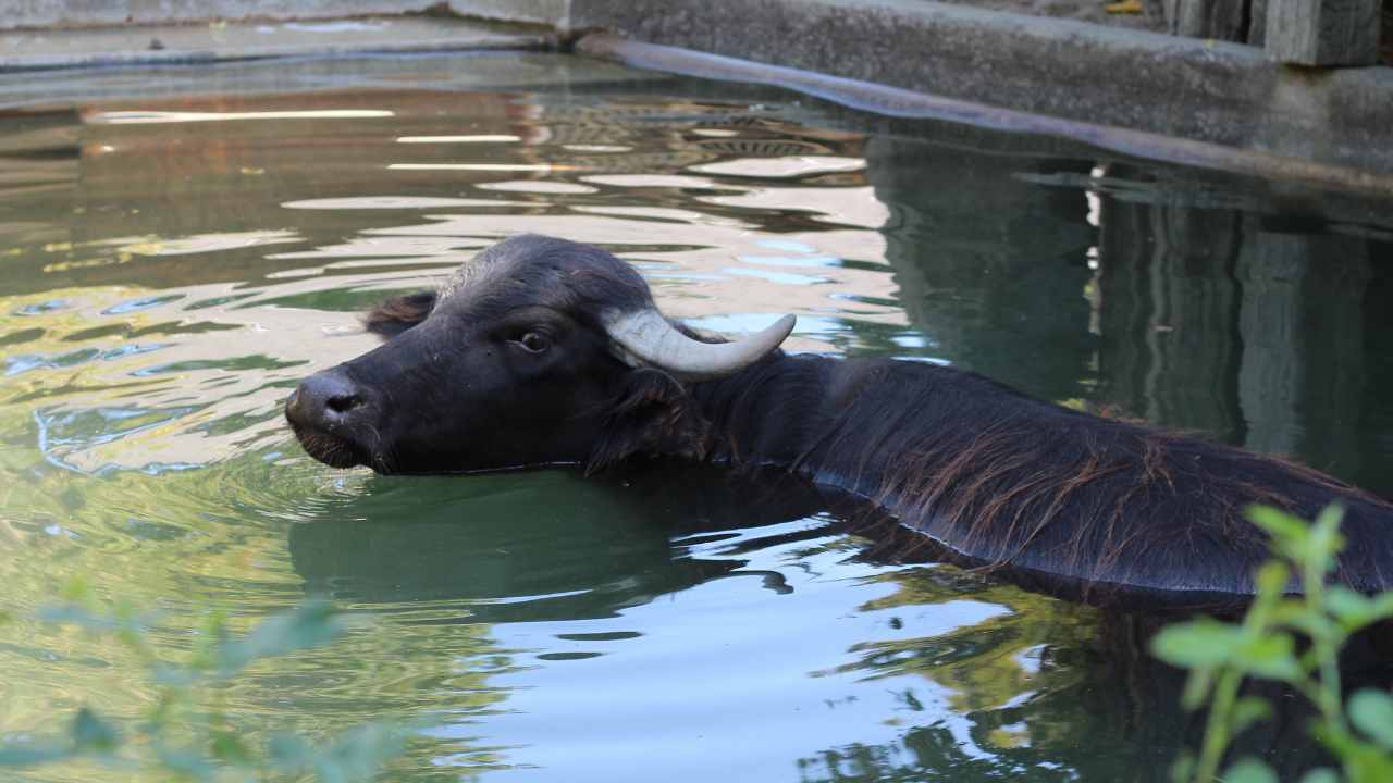 bufalo habitat