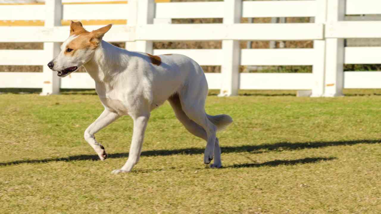 canaan dog passeggiata