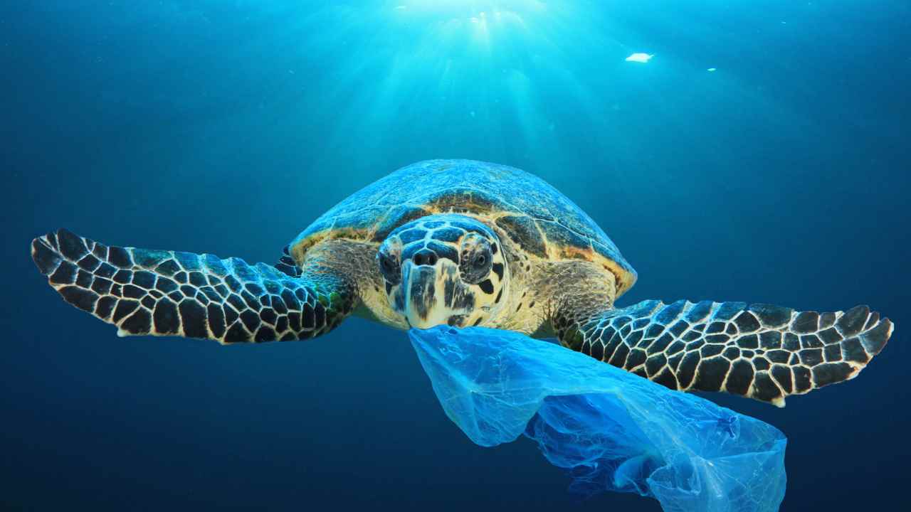 giornata mondiale oceani quando si celebra