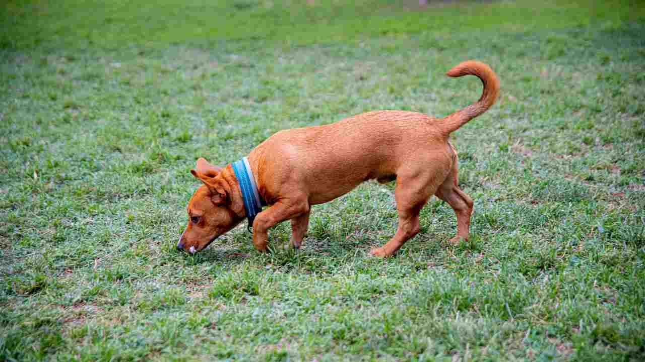 cani perché mangiano erba