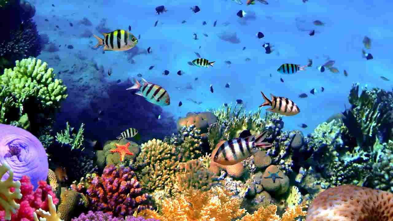 biodiversità molto ricca triangolo coralli