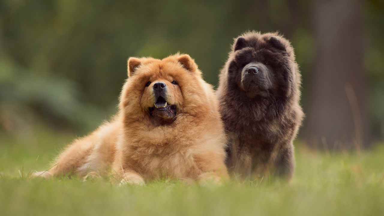 Chow Chow colori