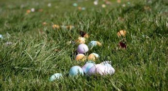 Trova delle strane uova nella sua proprietà: quando si schiudono non crede ai suoi occhi