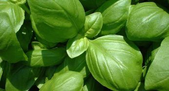 Conserva il basilico più a lungo: i segreti che cambieranno la tua cucina