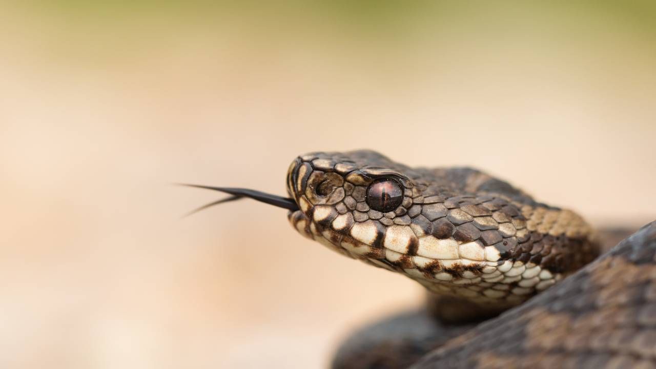 vipera forma della testa