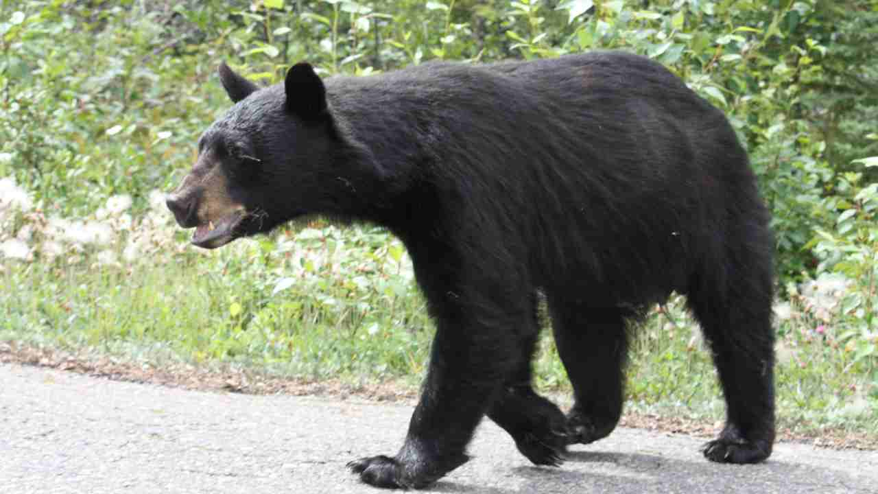 orso passeggia per le strade di Arco