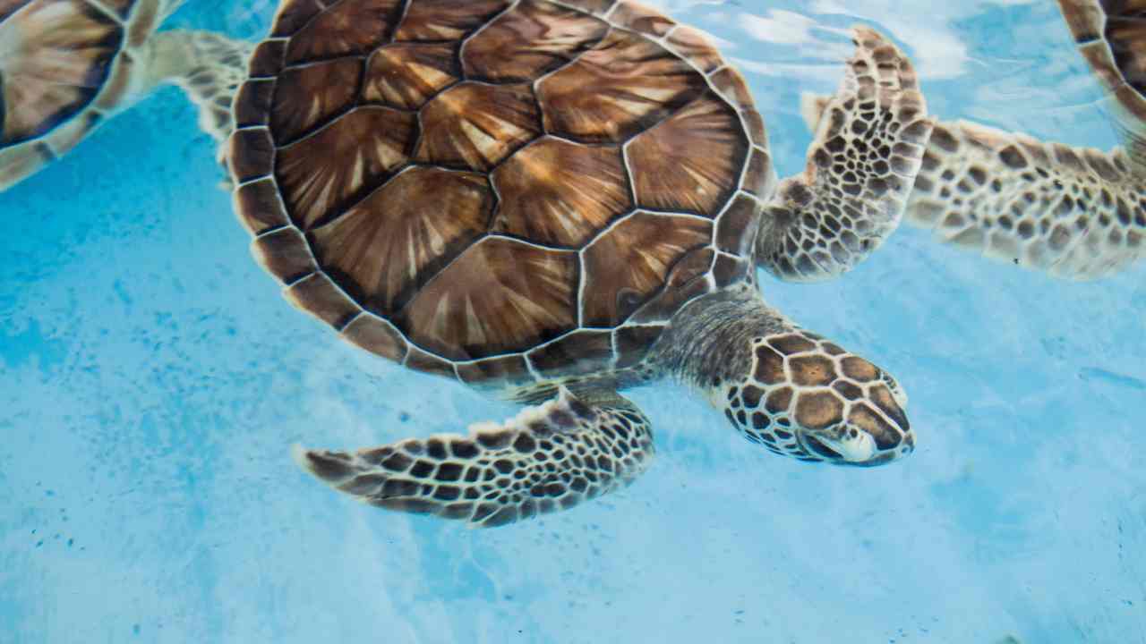 tartarughe marine cambiamenti climatici