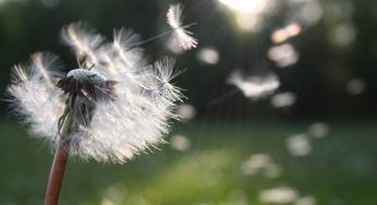 Giornata mondiale del vento: conosciamo meglio l’energia eolica