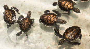 Come diventare volontari per salvare le tartarughe marine