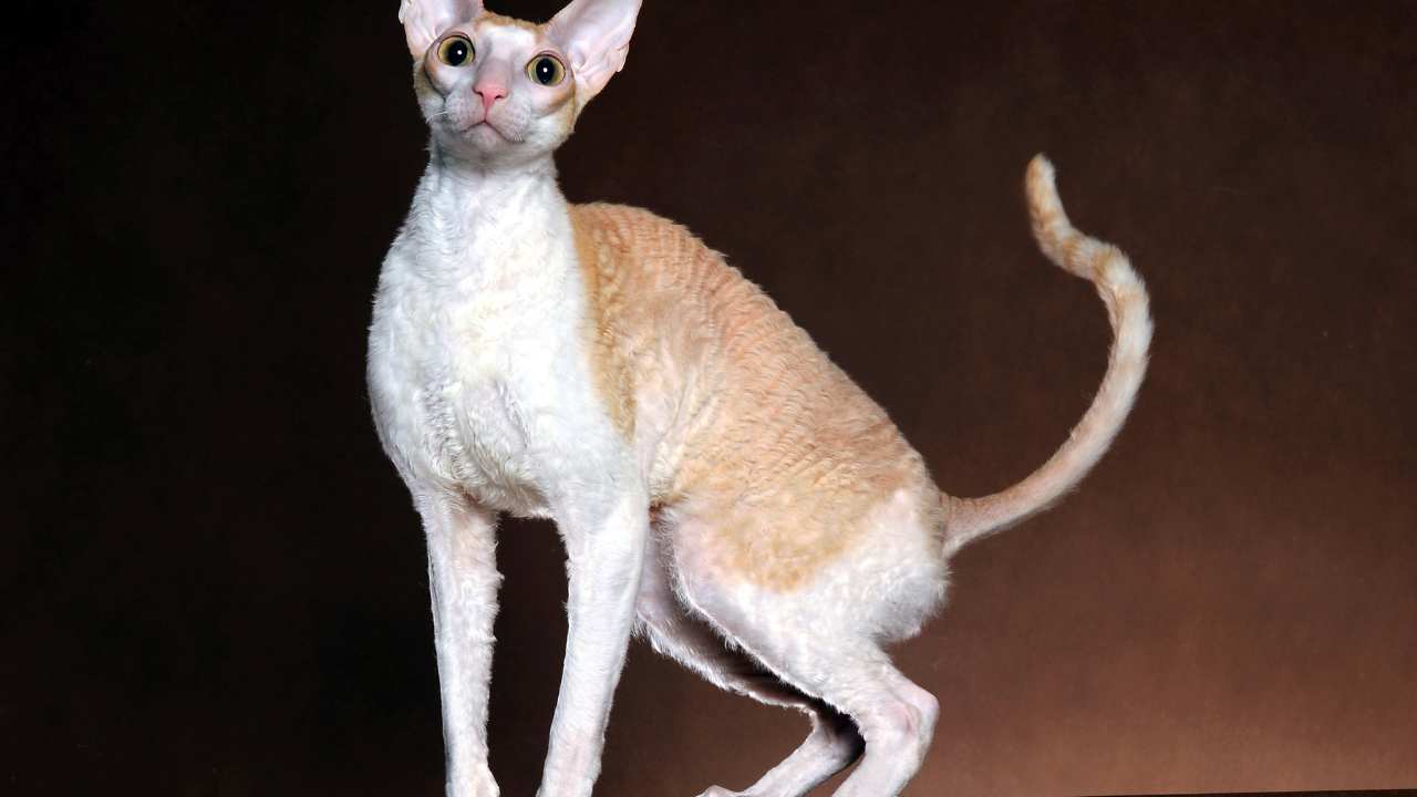 cornish rex malattie