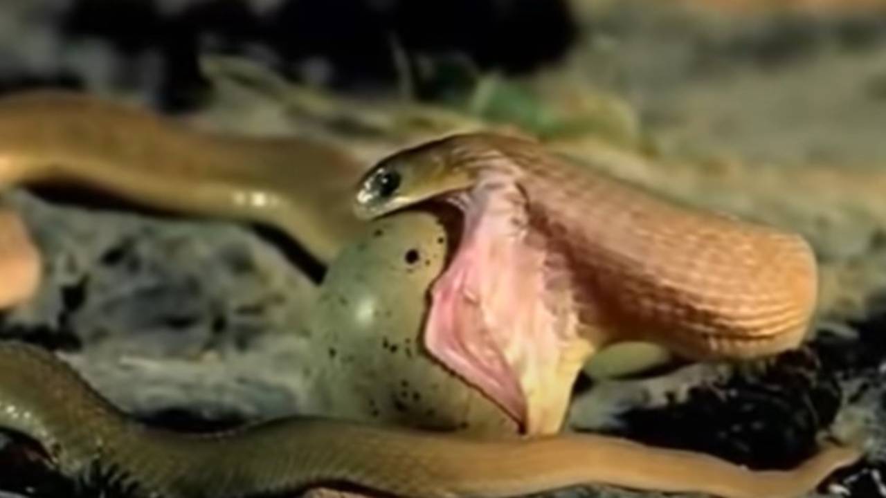 serpente ingoia uovo