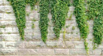 Edera infestante: se ti da problemi con siepi e alberi eliminala così