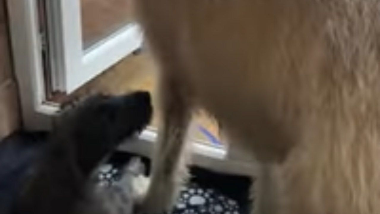 video cane sente il tuono