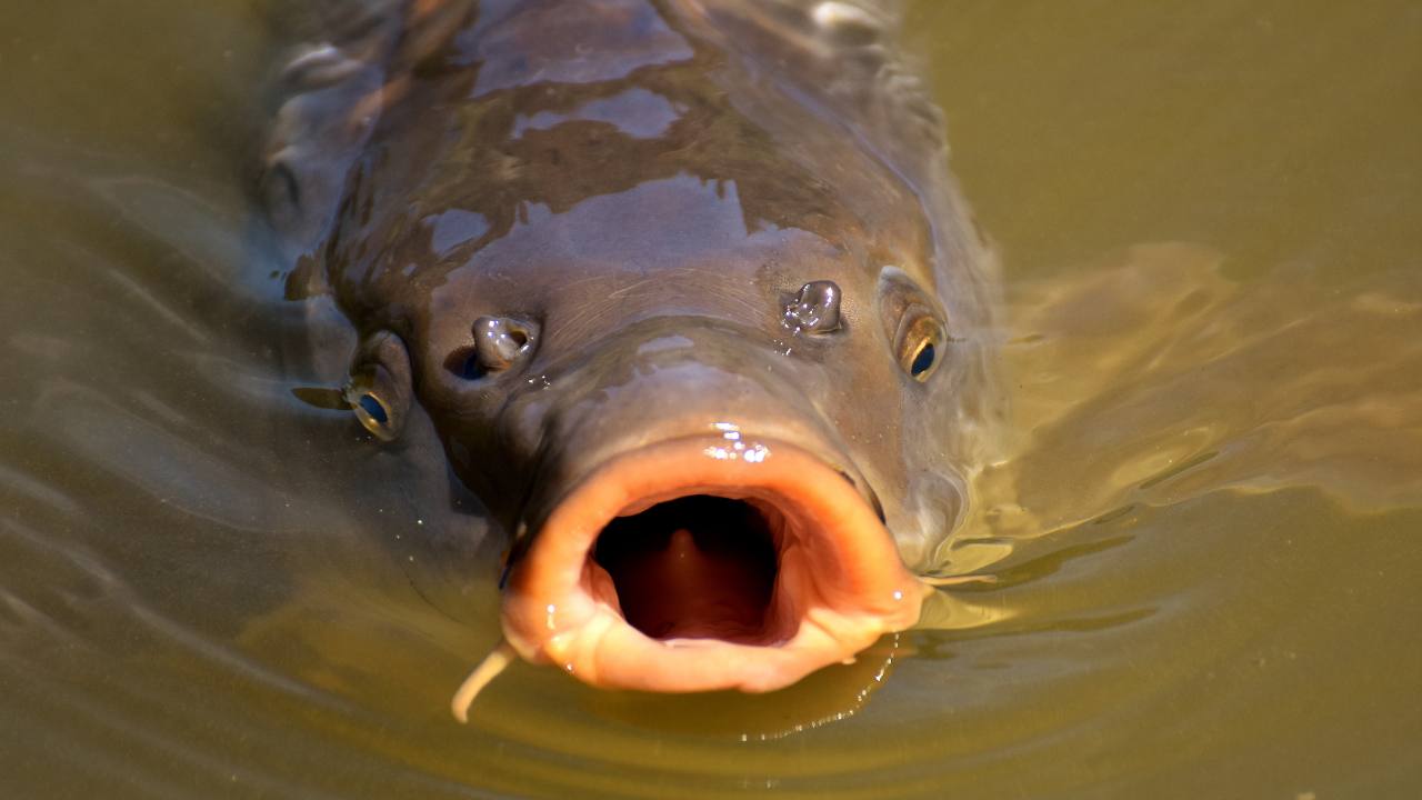 carpa pesca