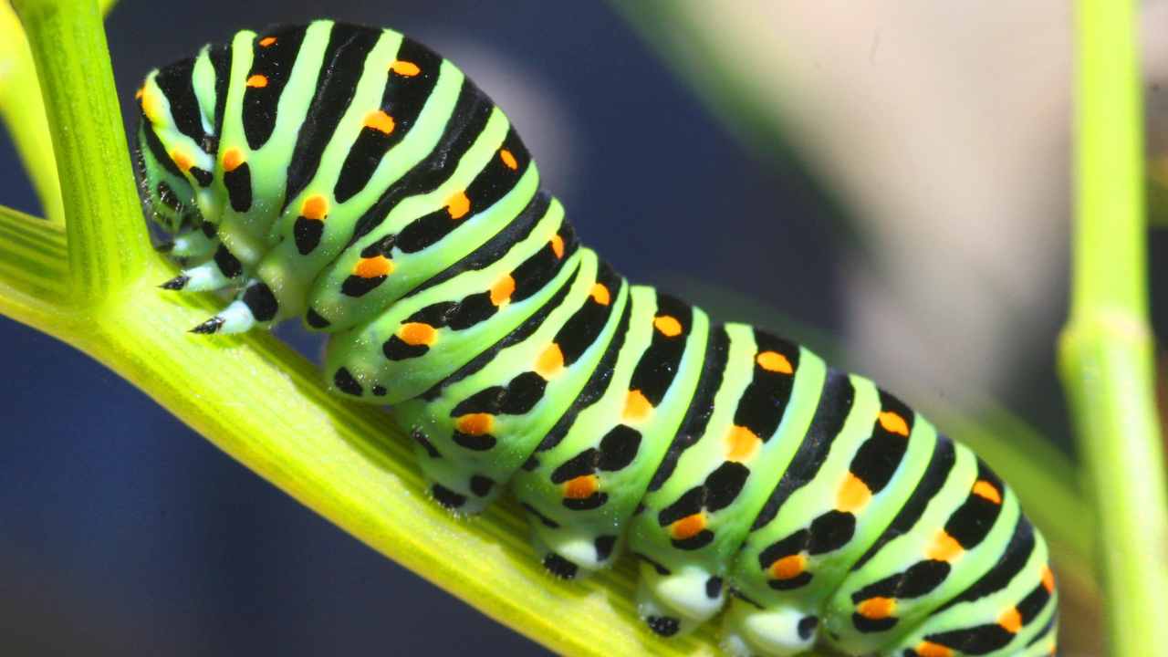 bruco cosa mangia e le diverse tipologie