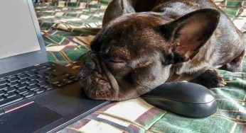 Giornata mondiale del cane in ufficio: i benefici sul lavoro