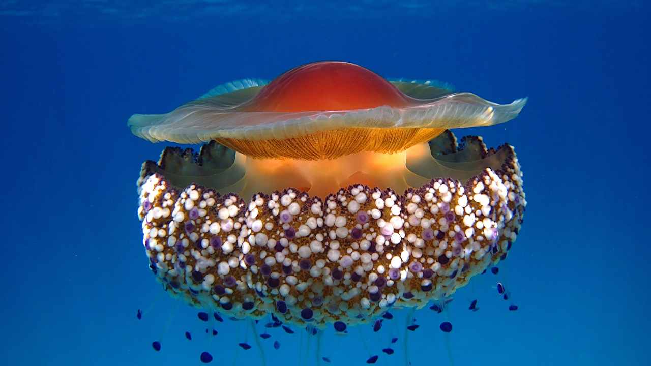 cassiopea medusa innocua