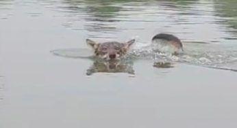 C’è un lupo nel PO! Si corrono dei rischi? La scoperta impensabile – VIDEO