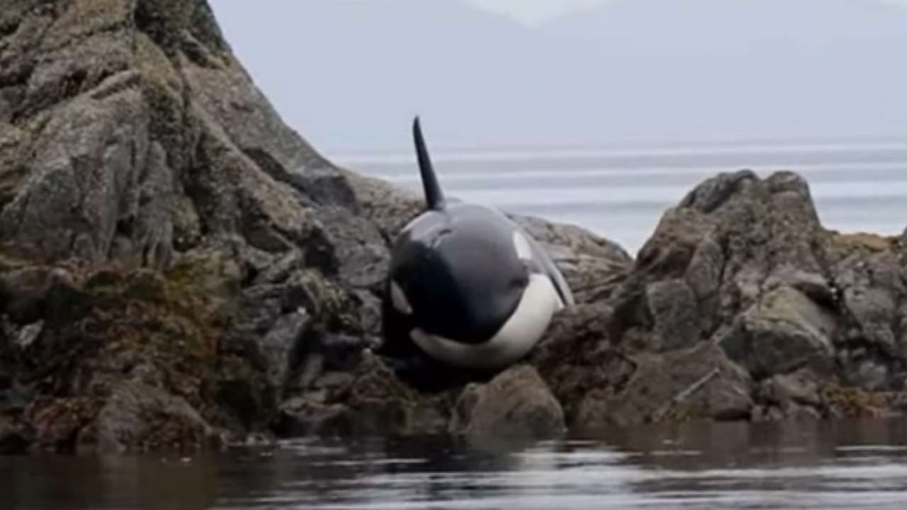 orca liberata dopo essere incastrata tra le rocce