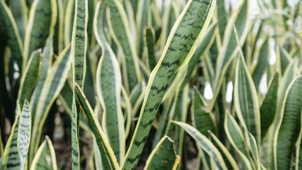 sanseveria effetti benefici