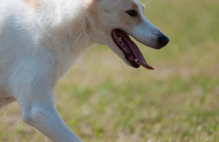 canaan dog carattere ed addestramento