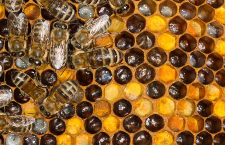 api preziosi insetti impollnatori