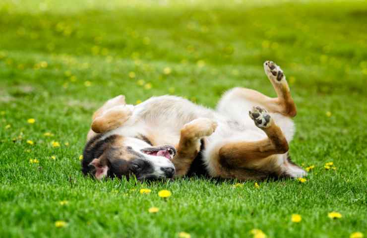 cani perché mangiano erba