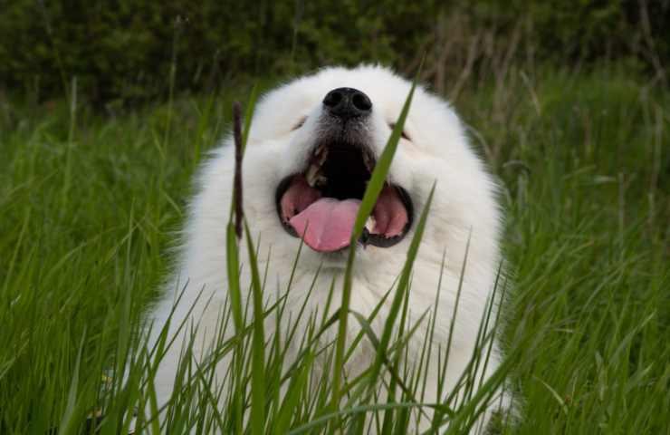 cani perché mangiano erba
